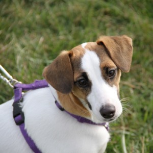 Jack Russell learning training in private lessons and outdoor distractions
