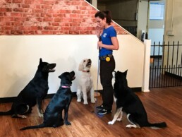 Dog training in groups