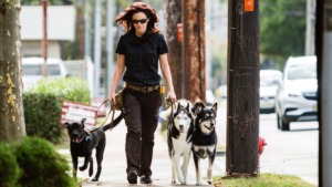 Emily going for a pack walk with dogs in her training programs