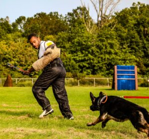 Dog and puppy training.