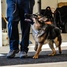 Dog and puppy training.